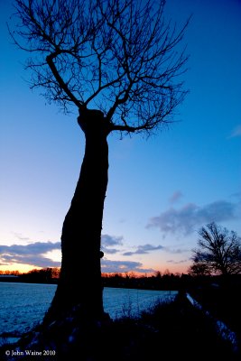 Roadside Tree at Dawn