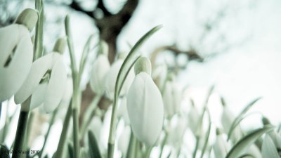 Snowdrops 2010