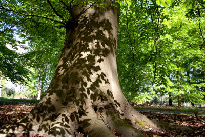 Leafy Shadow