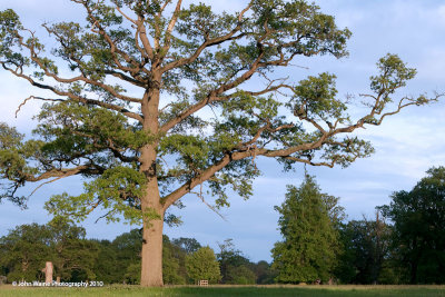 English Oak