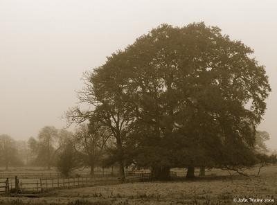 20051210 Foggy Meadow