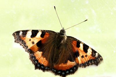 20051223 Butterfly