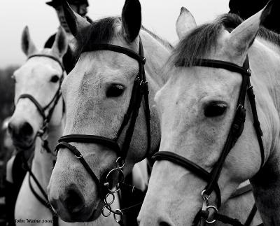 20051227 Three Horses