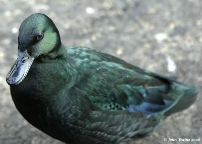 20060104 Green Duck