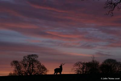 20060121 Lone Stag at Dawn