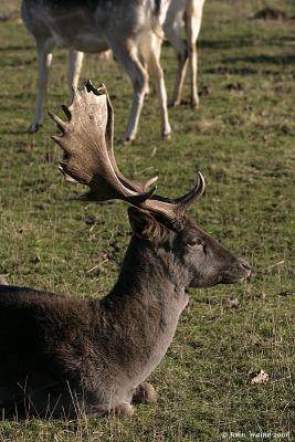 Fallow Stag