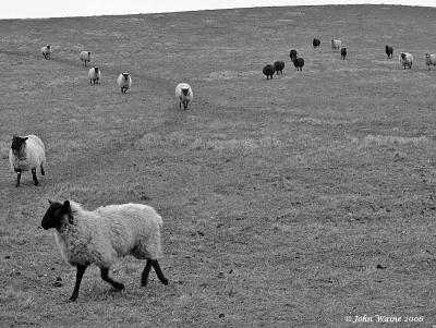 20060329 Sheep - Black & White