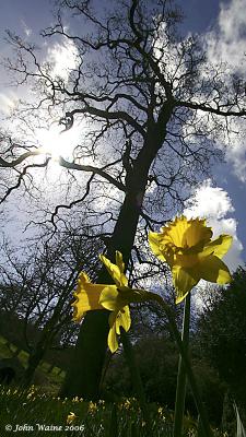 20060402 Daffodils