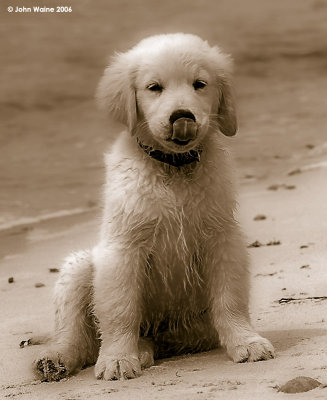 Beach Puppy