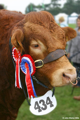 Champion Limousin Bull