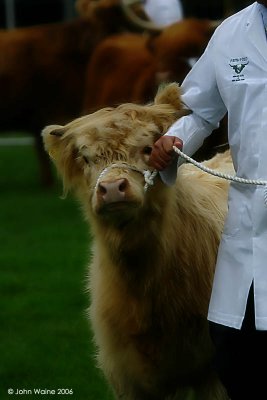 Highland Calf