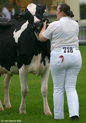Holstein and Girl