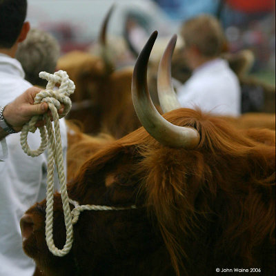 Highland Judging Line