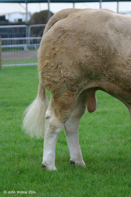 Aga Khan (British Blonde DAquitaine Bull)