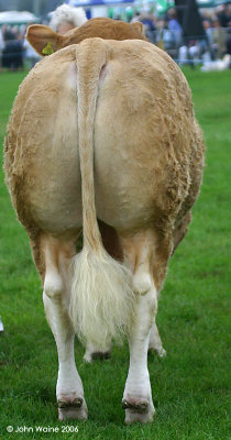 Aga Khan (British Blonde DAquitaine Bull)