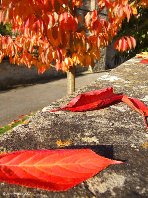 Loose Leaves