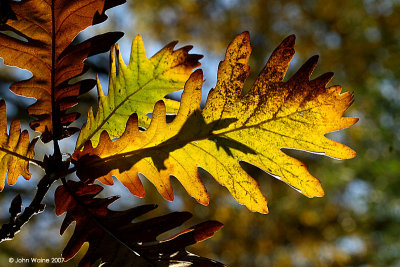 Leaf Light and Shadow