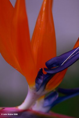 Flower With Latin Name