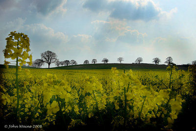 Canola and Trees