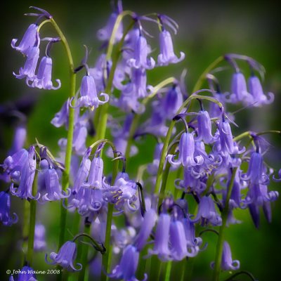 Bluebells 2158