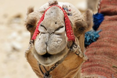 Camel Face.jpg