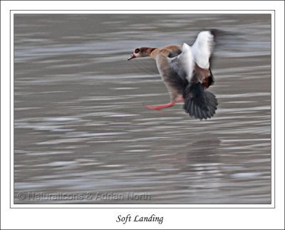 Egyptian Goose (Alopchen aegyptiacusrham)