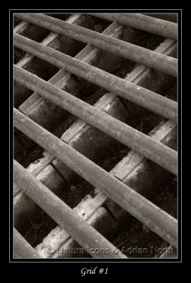 Cattle Grid