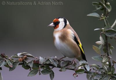 g3/94/517594/3/52977219.20051130_134108__Goldfinch_CarduelisCarduelis_001.jpg