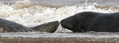 g3/94/517594/3/53252011.20051204_103130__GreySealDoeAndBull_HalichoerusGrypus_001.jpg