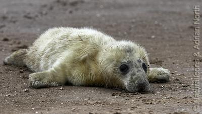 g3/94/517594/3/53278952.20051203_123712__GreySealPup_HalichoerusGrypus_001.jpg