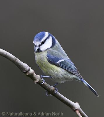 Blue Tit on Branch