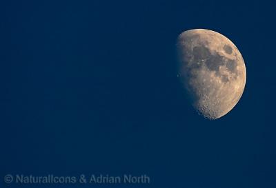 g3/94/517594/3/53480884.20051210_152857__Moon_001.jpg