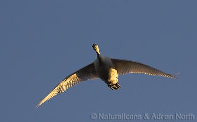 Mute Swan in Flight