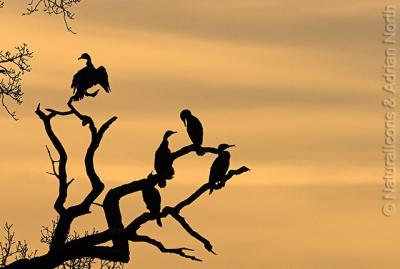 Cormorants in Dawn Light