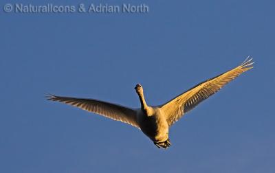 Mute Swan in Flight