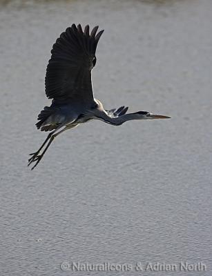 Grey Heron at Take-Off