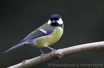 Great Tit on Branch