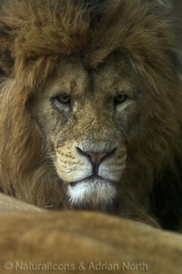 Whipsnade Wildlife Park