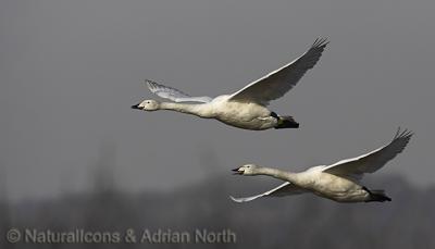 Juvenile Whooper Swans  Flying over Martin Mere