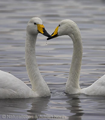 Whooper Swan Pair