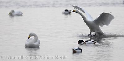 Whooper Swan Landing