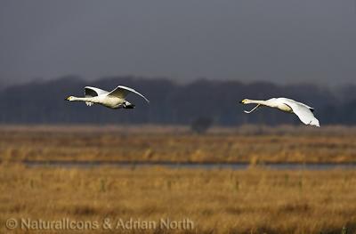 Whooper Swans Flying
