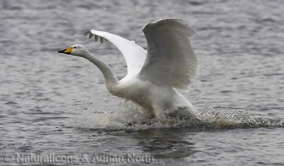 Whooper Swan Landing