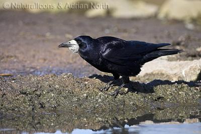 Rook on Shoreline