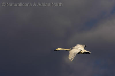 Bewick Swan Flying Against Storm Clouds