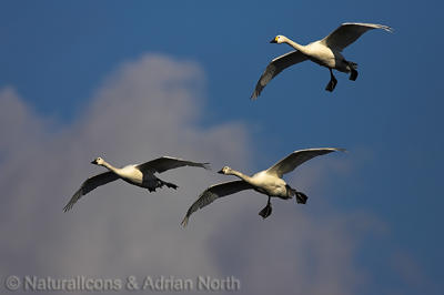 Bewick Swans Flying