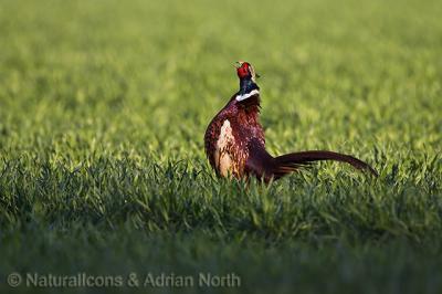 Warcry of the Male Common Pheasant