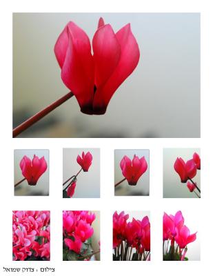 cyclamen