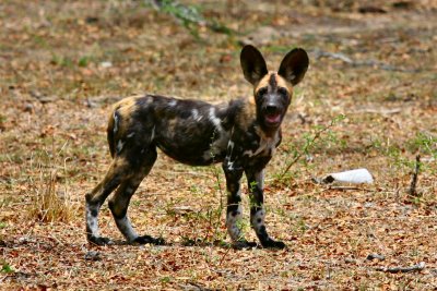 African Hunting Dog