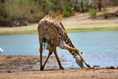 Maasai Giraffe